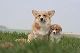 CORGI PEMBROKE 1252
